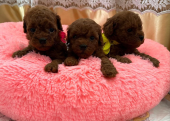 Dark Brown Üst Kalite Poodle Yavrular